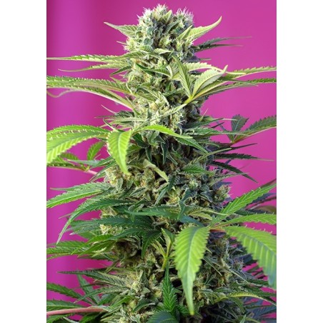 Chem Beyond Diesel CBD semi cannabis Sweet Seeds