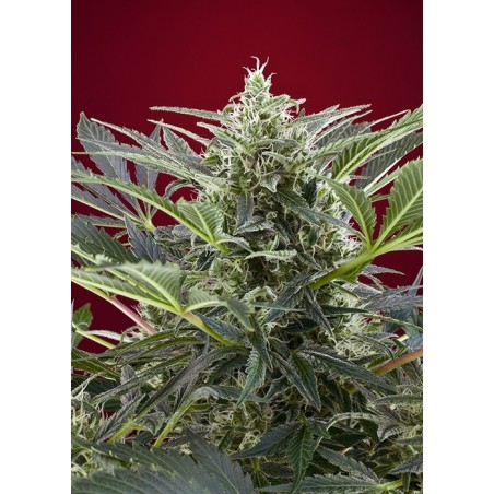 Cream 47 semi cannabis Sweet Seeds
