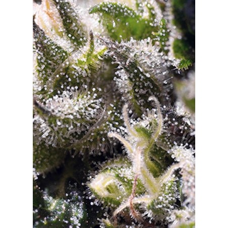 Cream Caramel Auto semi cannabis Sweet Seeds