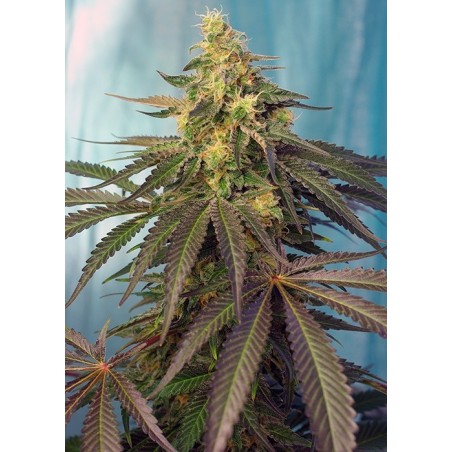 Cream Caramel CBD semi cannabis Sweet Seeds