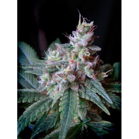 Cream Caramel semi cannabis Sweet Seeds