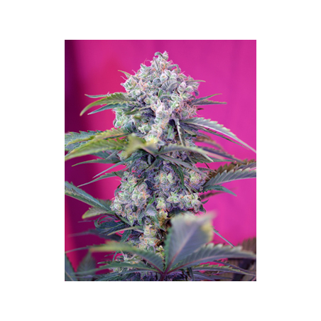 Cream Mandarine Auto semi cannabis Sweet Seeds