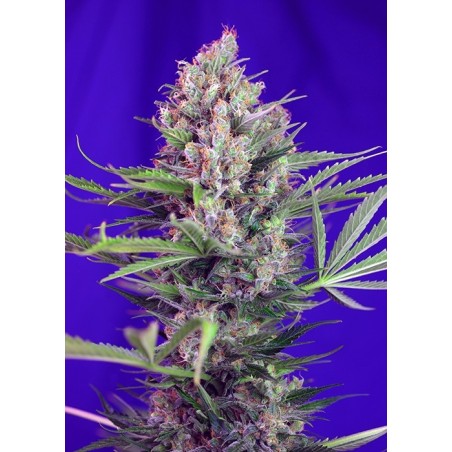 Cream Mandarine F1 FAST Version semi cannabis Sweet Seeds