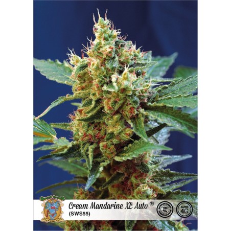Cream Mandarine XL Auto semi cannabis Sweet Seeds