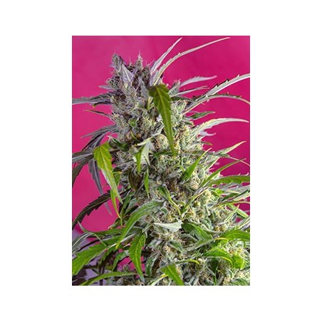 Crystal Candy Auto semi cannabis Sweet Seeds