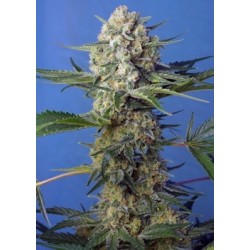 Crystal Candy F1 Fast Version semi cannabis Sweet Seeds