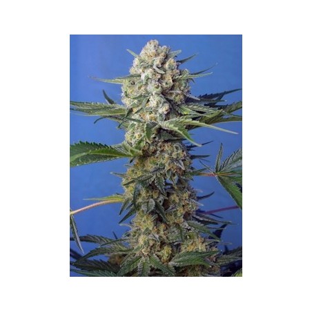 Crystal Candy F1 Fast Version semi cannabis Sweet Seeds