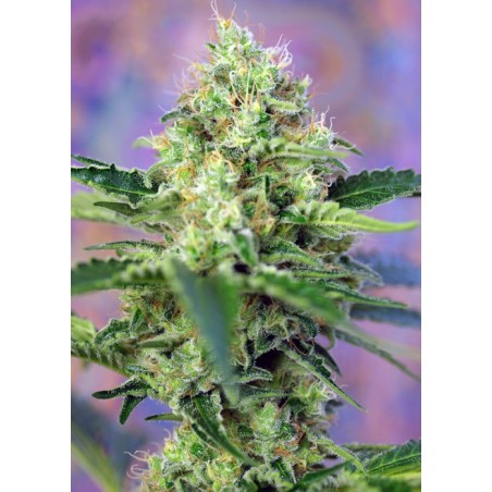 Crystal Candy semi cannabis Sweet Seeds