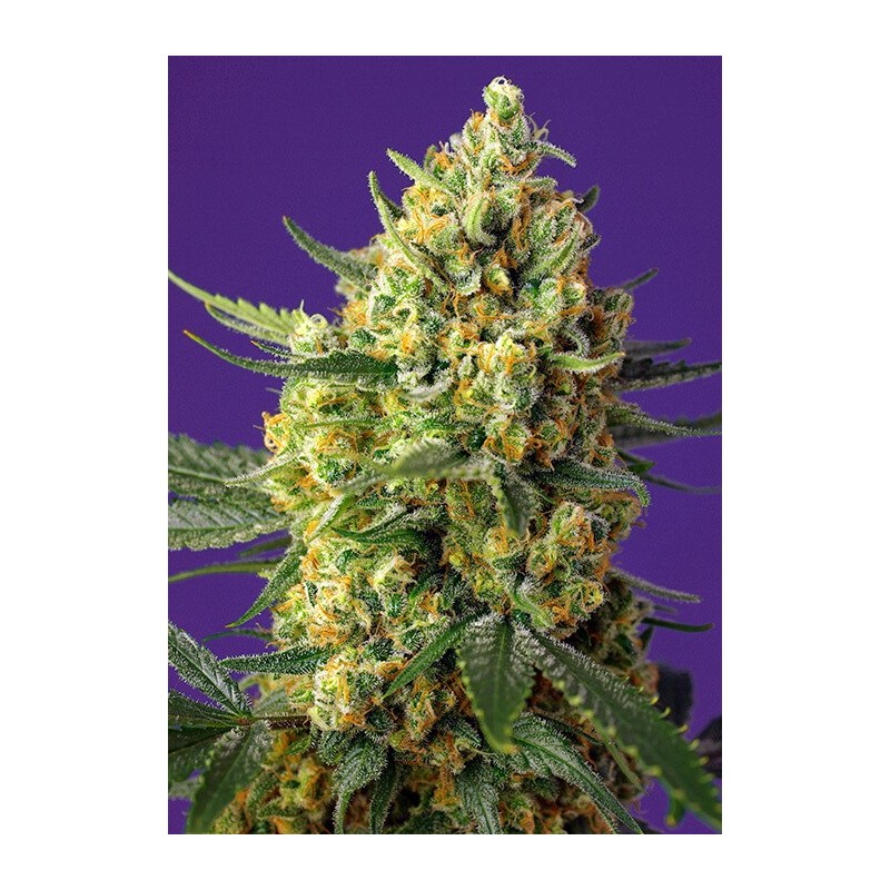 Crystal Candy XL Auto semi cannabis Sweet Seeds