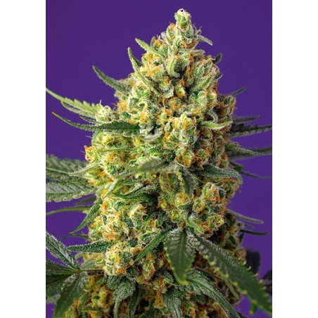 Crystal Candy XL Auto semi cannabis Sweet Seeds