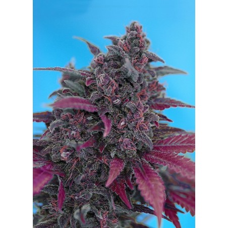 Dark Devil Auto semi cannabis Sweet Seeds