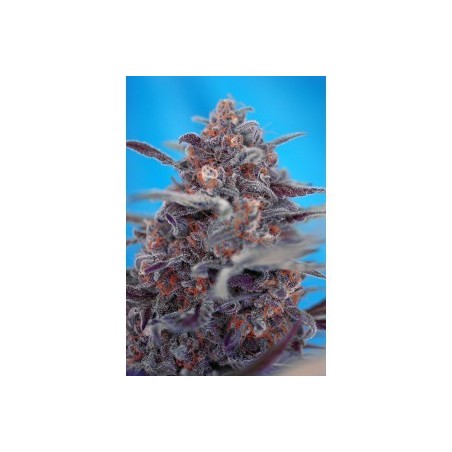 Devil Cream Auto semi cannabis Sweet Seeds