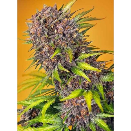 Diablo Rojo XL Auto semi cannabis Sweet Seeds