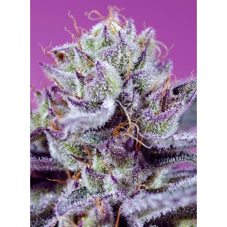 Diablo's Delight XL Auto semi cannabis Sweet Seeds