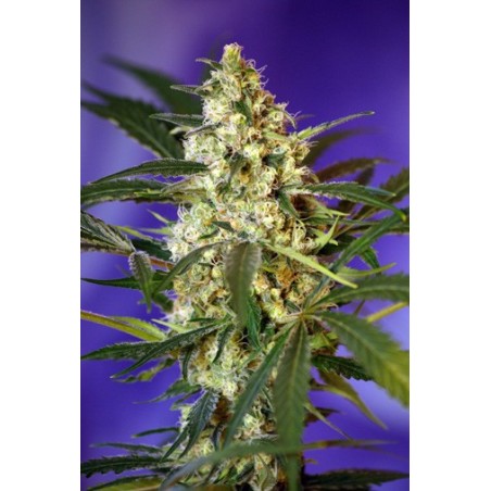 Fast Bud numero 2 Auto semi cannabis Sweet Seeds