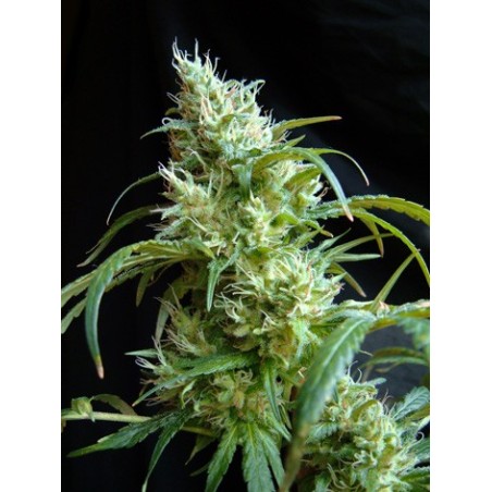 Flash Back numero 2 semi cannabis Sweet Seeds