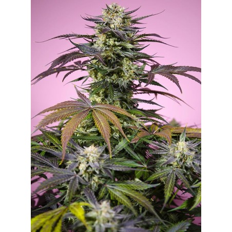 Gelonade semi cannabis Sweet Seeds