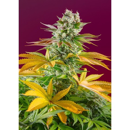 Gorilla Girl F1 FAST semi cannabis Sweet Seeds