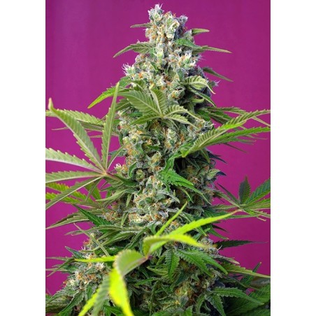 Gorilla Girl semi cannabis Sweet Seeds
