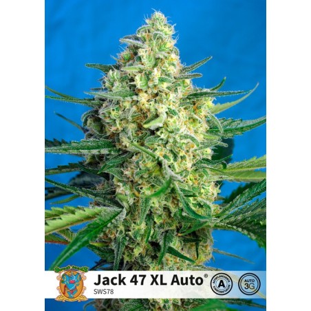 Jack 47 XL Auto semi cannabis Sweet Seeds