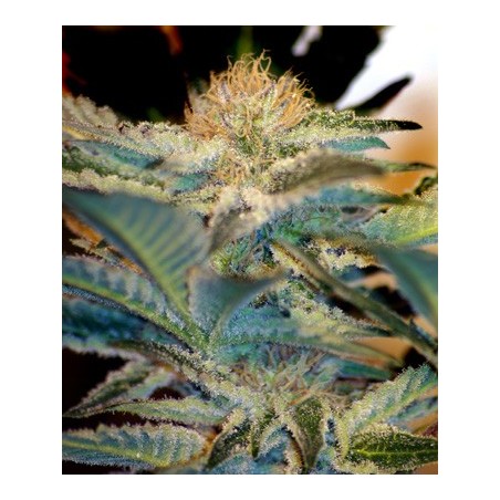 Mohan Ram semi cannabis Sweet Seeds