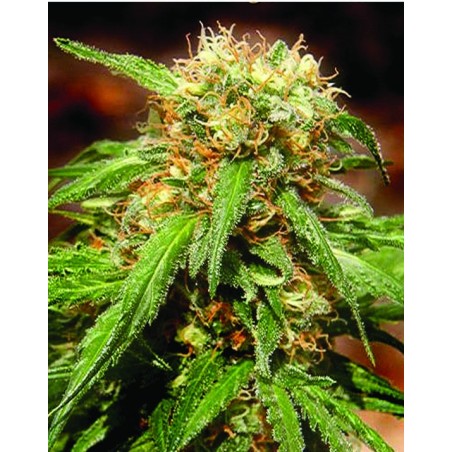 Sweet Tai semi cannabis Sweet Seeds