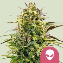 Alien OG semi cannabis Royal Queen Seeds
