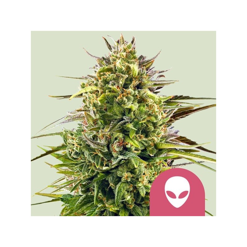 Alien OG semi cannabis Royal Queen Seeds
