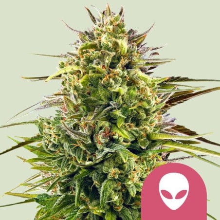 Alien OG semi cannabis Royal Queen Seeds