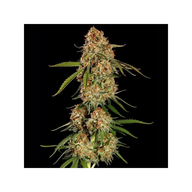 Alien OG semi cannabis Royal Queen Seeds