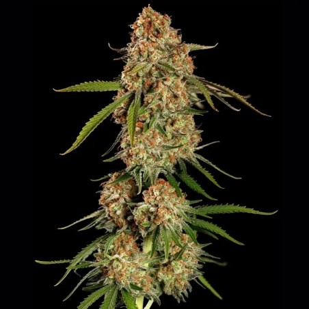 Alien OG semi cannabis Royal Queen Seeds