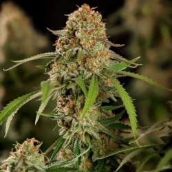Alien OG semi cannabis Royal Queen Seeds