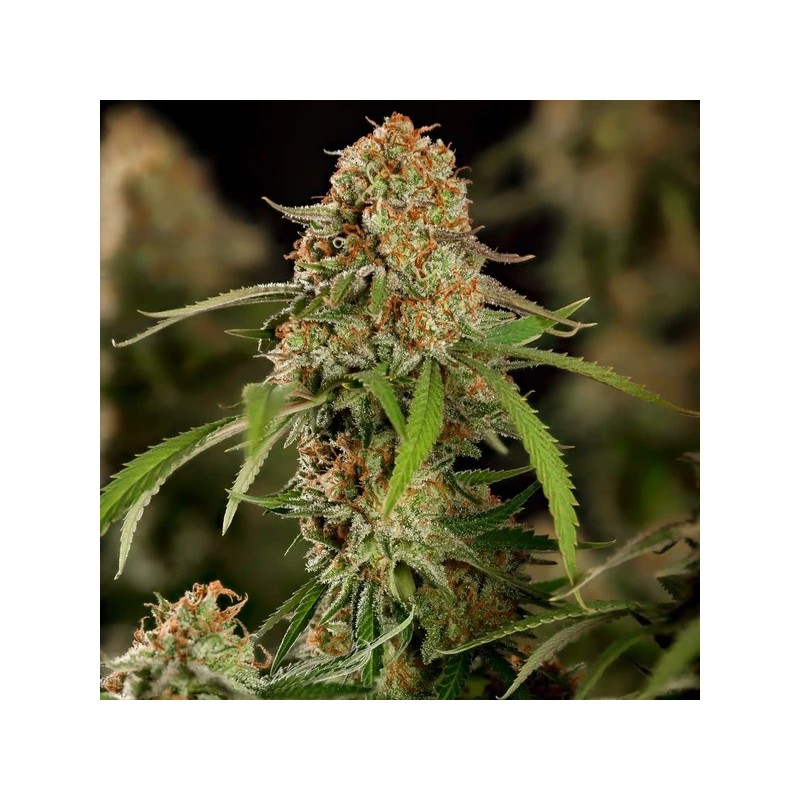 Alien OG semi cannabis Royal Queen Seeds