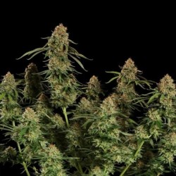 Alien OG semi cannabis Royal Queen Seeds