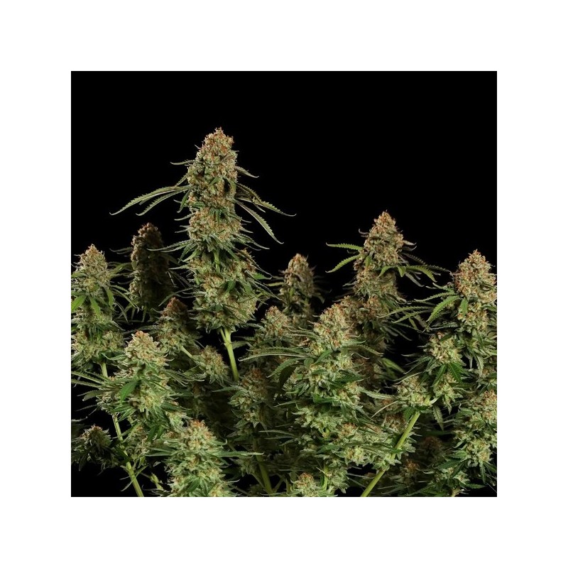 Alien OG semi cannabis Royal Queen Seeds