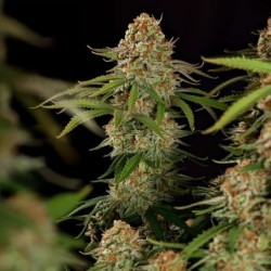 Alien OG semi cannabis Royal Queen Seeds