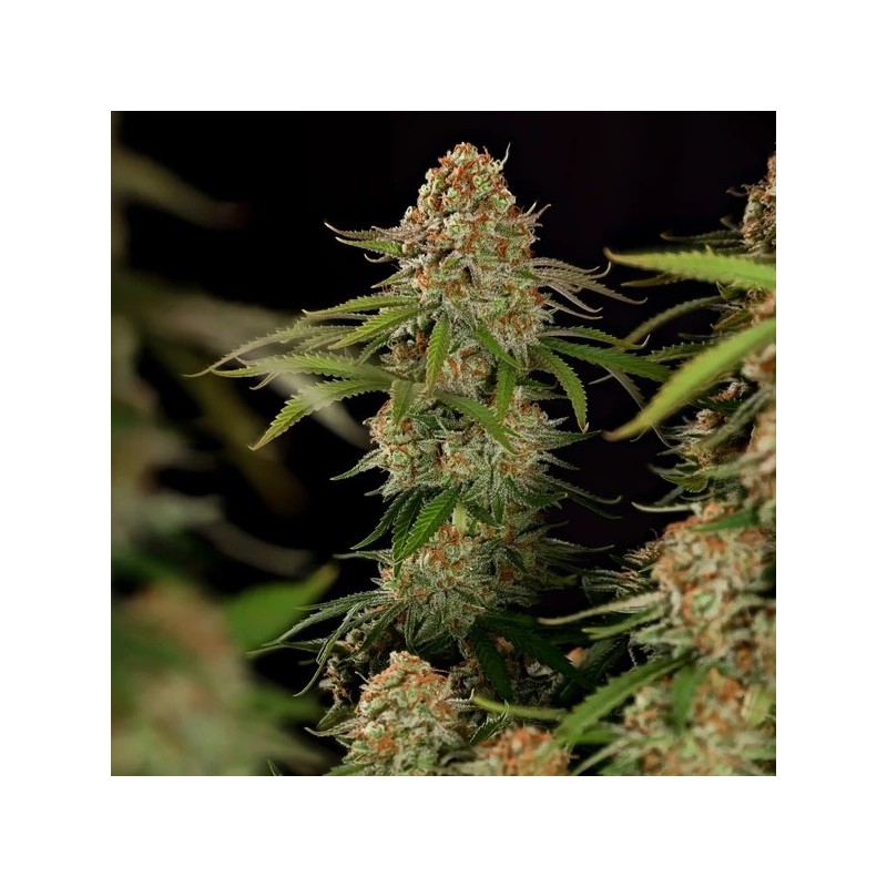 Alien OG semi cannabis Royal Queen Seeds