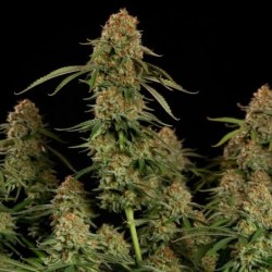Alien OG semi cannabis Royal Queen Seeds
