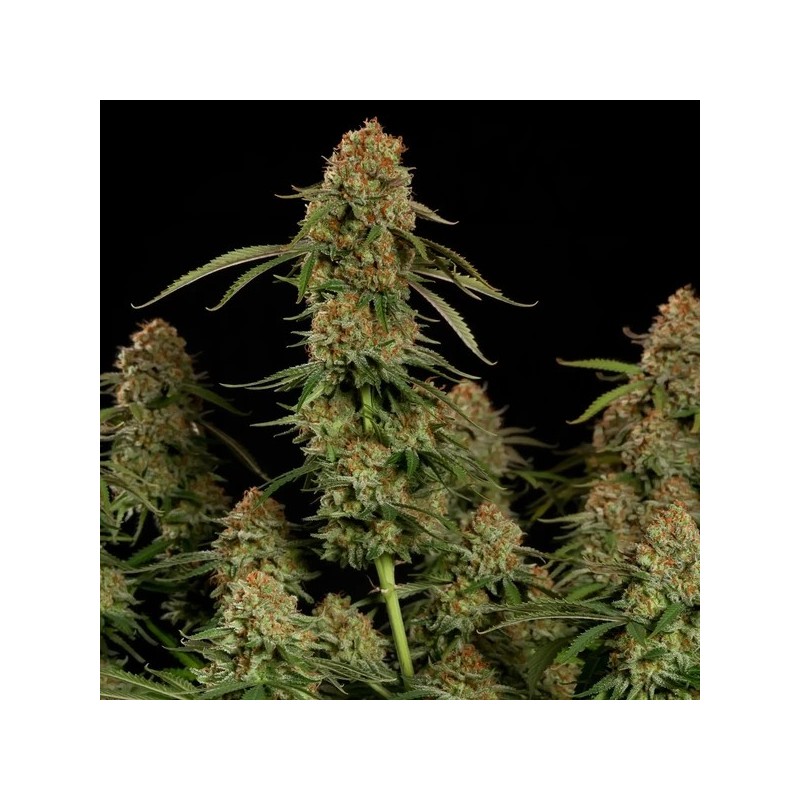 Alien OG semi cannabis Royal Queen Seeds