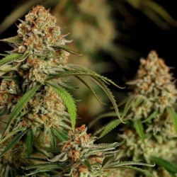 Alien OG semi cannabis Royal Queen Seeds