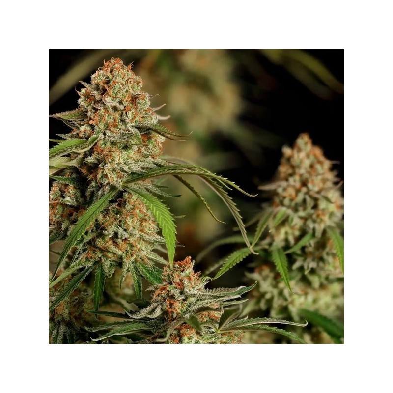 Alien OG semi cannabis Royal Queen Seeds