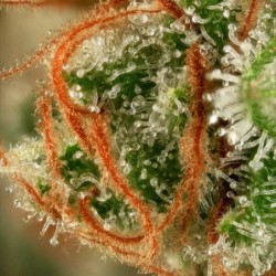 Alien OG semi cannabis Royal Queen Seeds