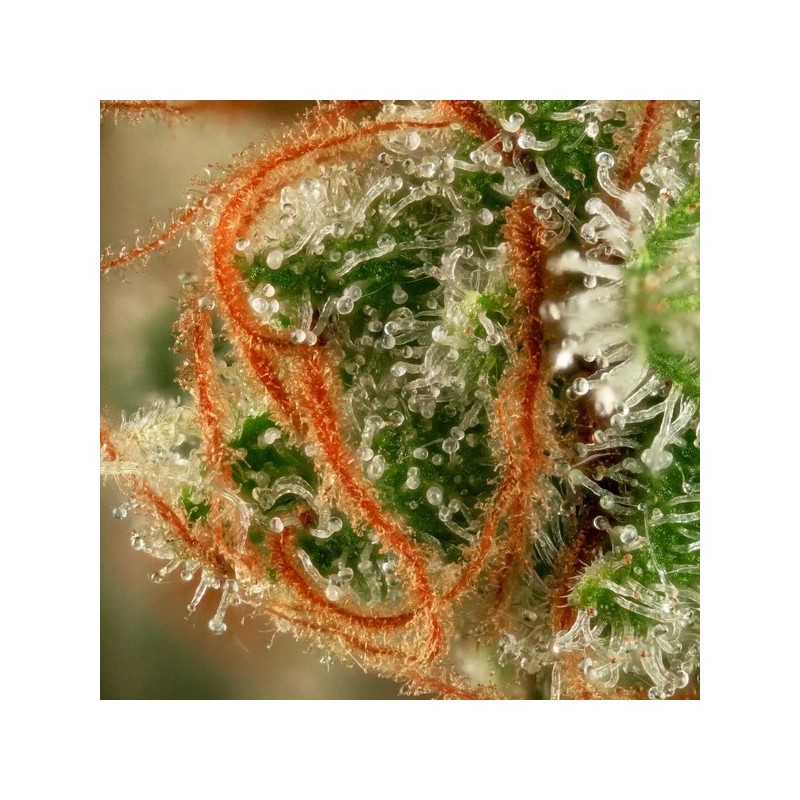 Alien OG semi cannabis Royal Queen Seeds