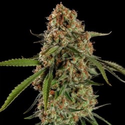 Alien OG semi cannabis Royal Queen Seeds