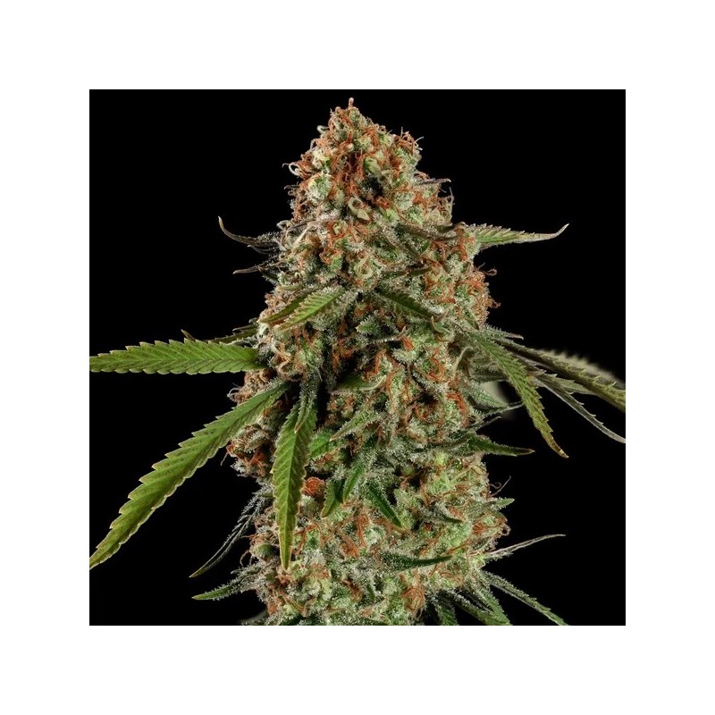 Alien OG semi cannabis Royal Queen Seeds