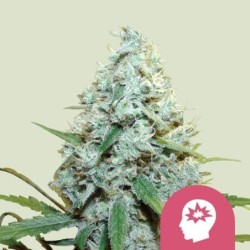 AMG (Amnesia Mac Ganja) semi cannabis Royal Queen Seeds