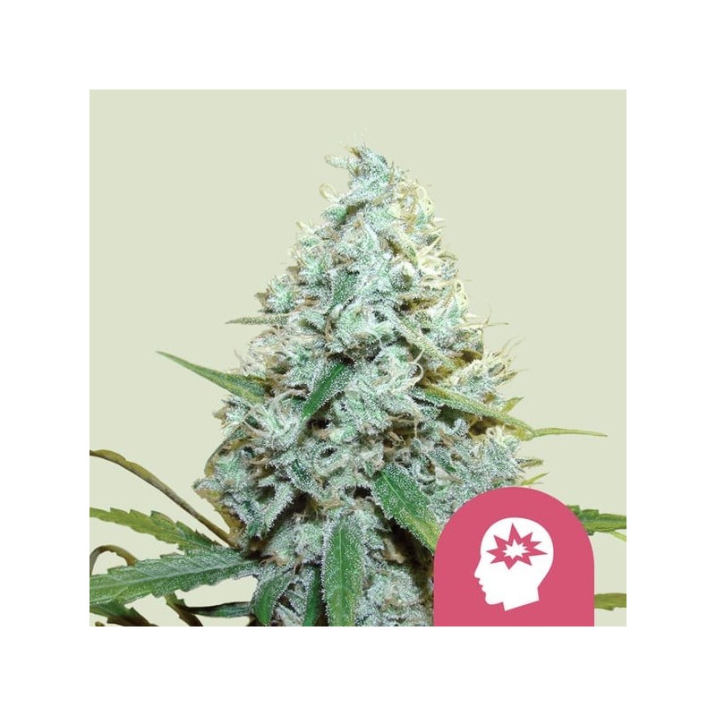 AMG (Amnesia Mac Ganja) semi cannabis Royal Queen Seeds