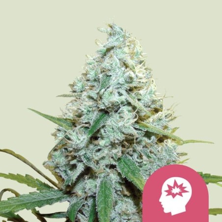 AMG (Amnesia Mac Ganja) semi cannabis Royal Queen Seeds