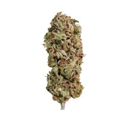 AMG (Amnesia Mac Ganja) semi cannabis Royal Queen Seeds
