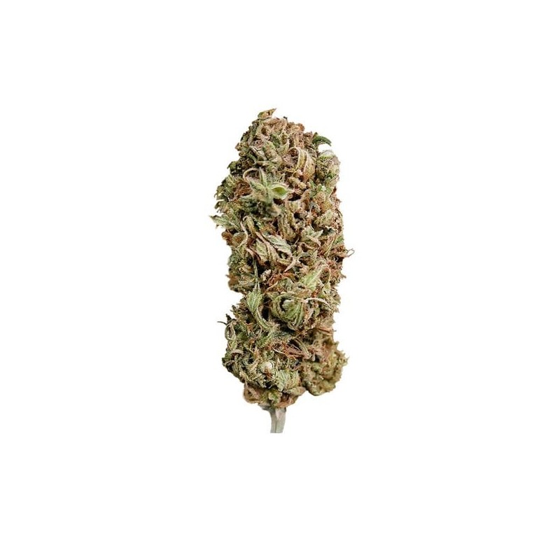 AMG (Amnesia Mac Ganja) semi cannabis Royal Queen Seeds